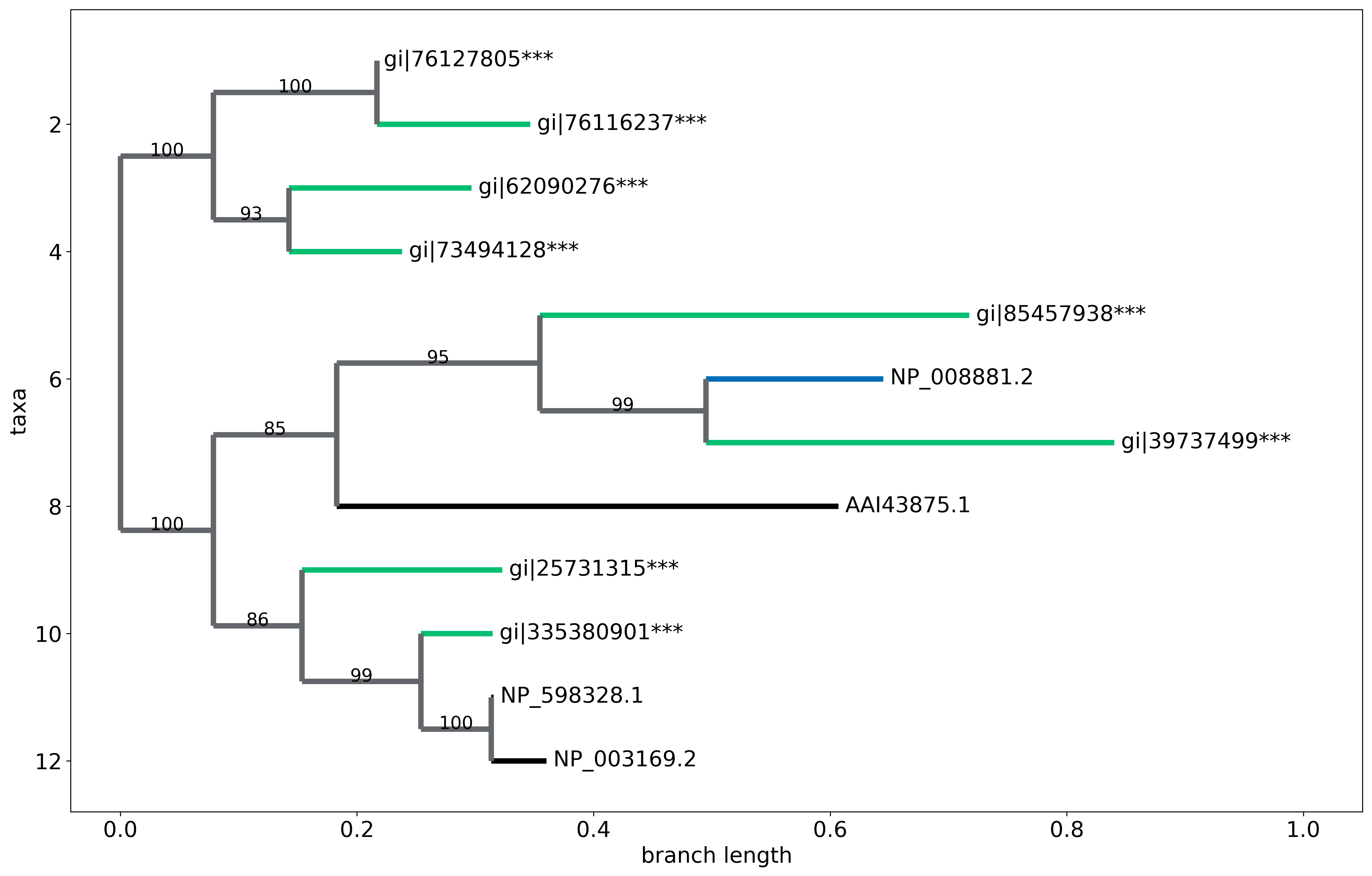 phylogenetic tree